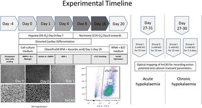 Arrhythmic Risk Assessment of Hypokalaemia Using Human Pluripotent Stem Cell-Derived Cardiac Anisotropic Sheets